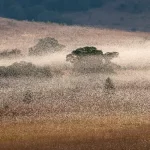 Enxames gigantes e sincronizados de gafanhotos podem se tornar mais comuns com mudanças climáticas