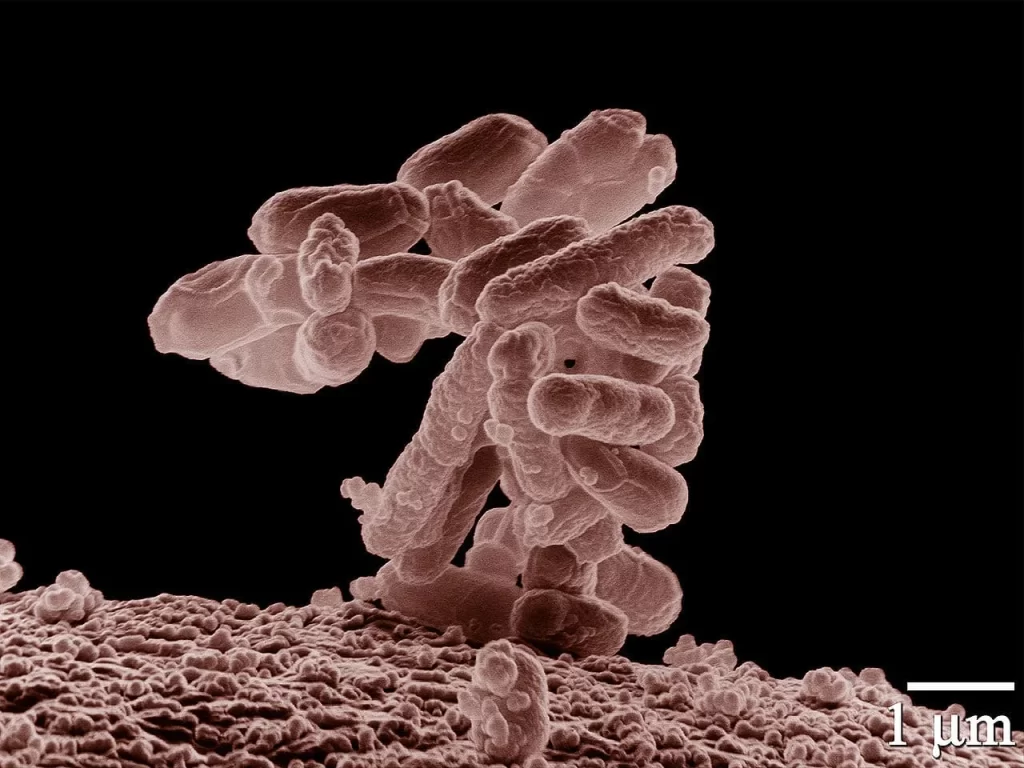 Bactérias Escherichia coli, em forma de bastonetes, no microscópio, ampliada 10.000 vezes