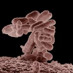 Cepa nova e altamente infecciosa de E. coli resistente a antibióticos poderosos