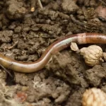 Invasão: minhocas não nativas ameaçam ecossistemas