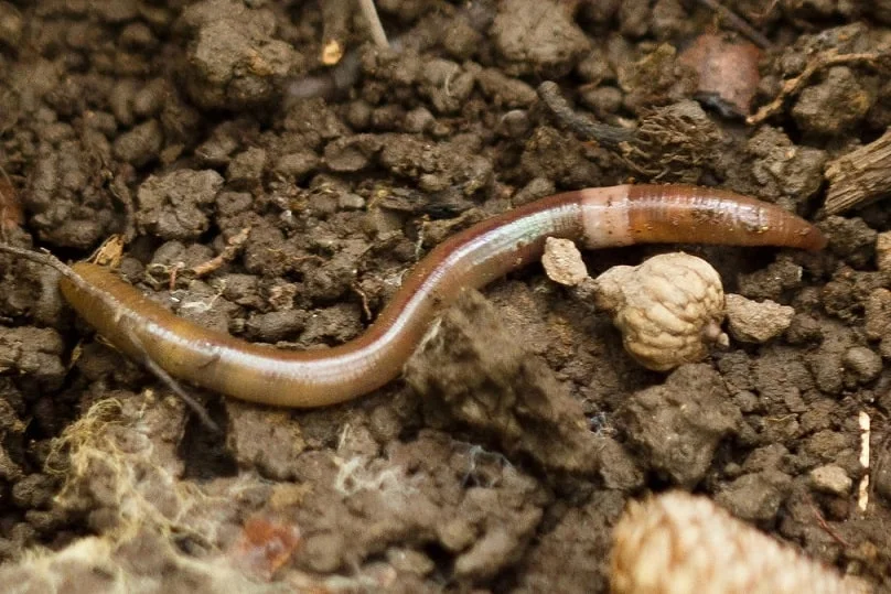 Um verme saltador maduro - Aminthas agrestis - rastejando na terra.