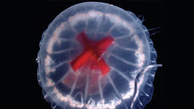 Água-viva com órgão em forma de cruz vermelha no interior vista de cima