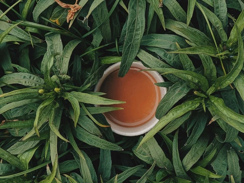 copo branco com chá marrom claro, no meio de plantas visto de cima.