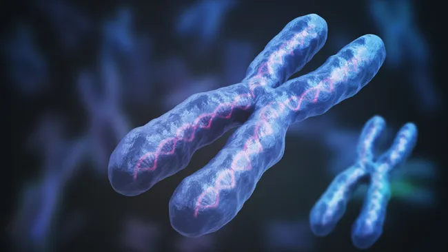ilustração de um cromossomo X