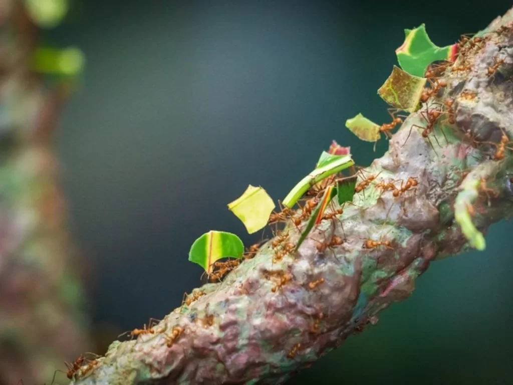 Formigas cortadeiras carregando pedaços de folhas em um tronco.