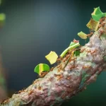 Como formigas cortadeiras cultivam um jardim de fungos
