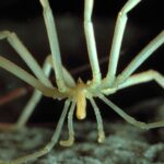 Segredos de aranhas marinhas gigantes da Antártica e seus pequenos ovos revelados após 140 anos