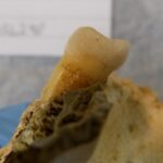 Cientistas extraem genes de dentes de 4.000 anos para iluminar impacto das mudanças na dieta humana ...