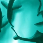 Alguns peixes elétricos sentem o mundo através das auras dos camaradas
