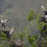 Estudante de 21 anos morre de gripe aviária H5N1 no Vietnã