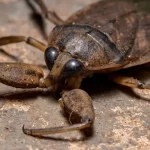 Lethocerus: Insetos aquáticos gigantes descobertos pela primeira vez no Chipre
