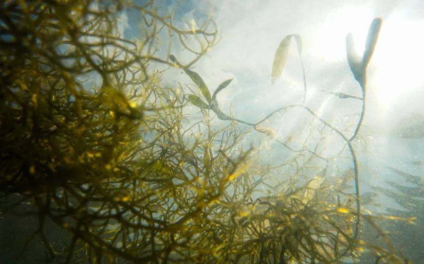 algas marinhas observadas do fundo do mar olhando para a superfície