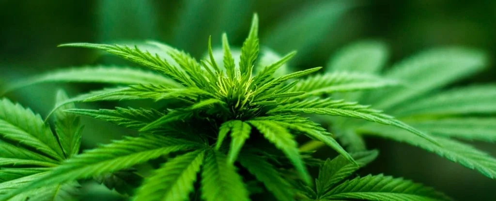 Folhas verdes de cannabis
