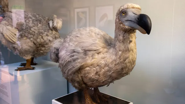 Uma reprodução do pássaro dodô em um museu.