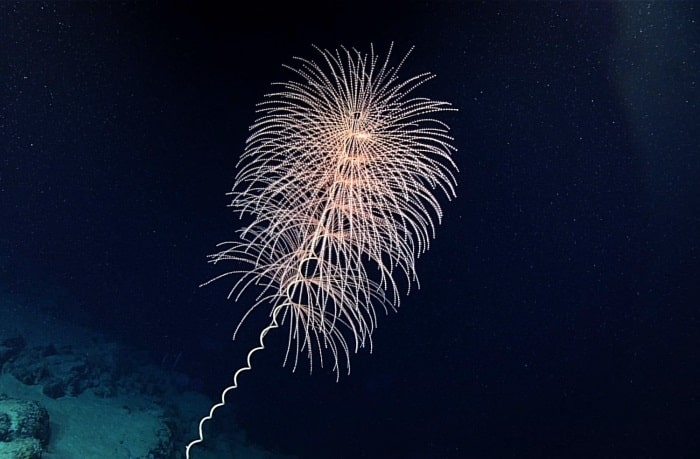 O coral de profundidade Iridogorgia sp. Octocorais de águas profundas que sõ bioluminescentes em forma de espiral lembrando fogos de artifício