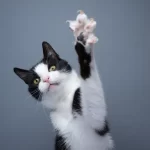 Por que as garras dos gatos se retraem, mas as dos cães não?