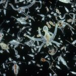 O comportamento do plâncton marinho pode prever futuras extinções marinhas