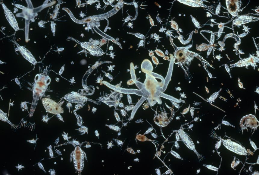 microrganismos do plâncton marinho em um fundo preto.