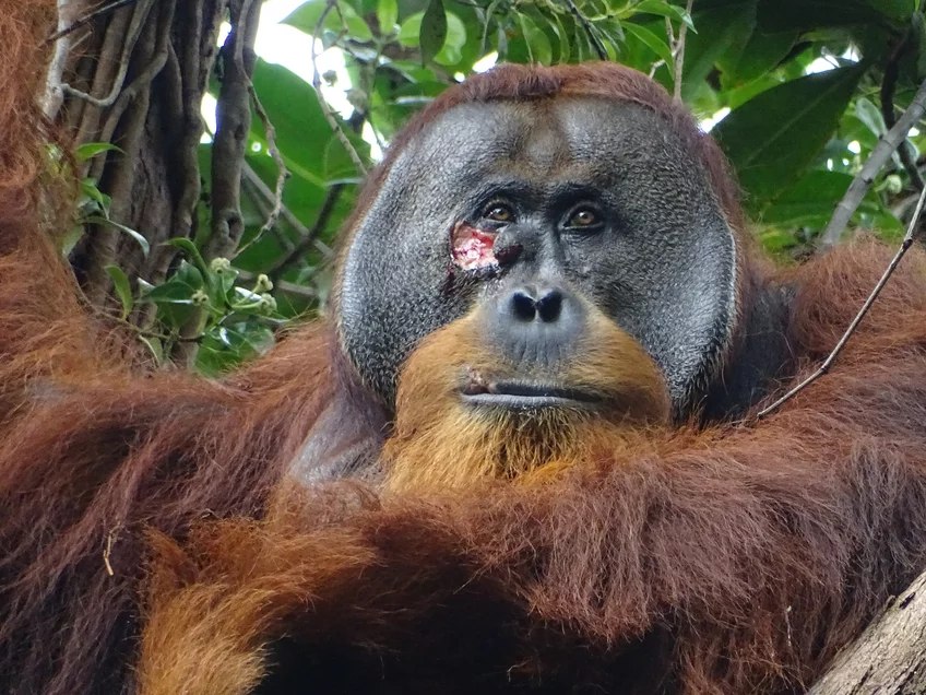 Ferida facial de Rakus, orangotango macho adulto