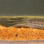 Cientistas encontram peixes lampreia antigos e ameaçados de extinção em Queensland