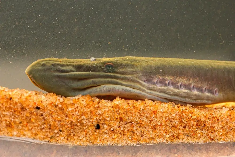 Um close-up da cabeça de uma lampreia de riacho australiana adulta