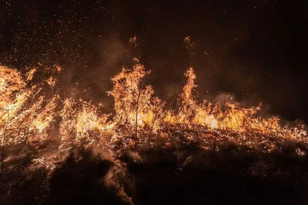 árvores pegando fogo de noite, em um incêndio florestal na Sibéria, perto de Novosibirsk
