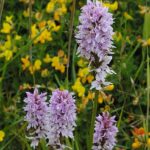 Orquídeas sustentam mudas por meio de redes fúngicas subterrâneas compartilhadas