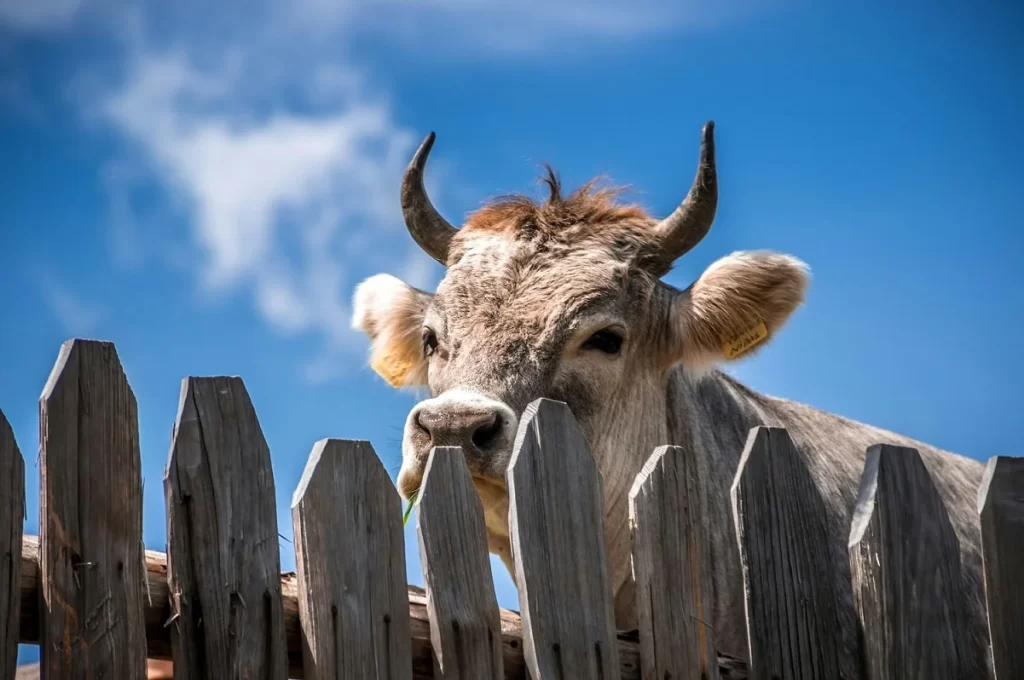 Vaca atrás de uma cerca