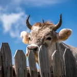 Confirmado primeiro caso de gripe aviária altamente patogênica transmitida de vaca para humano