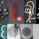 Cientistas desvendam segredos de como archaea, o terceiro domínio da vida, produz energia
