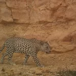 Genes fornecem esperança para a sobrevivência do último grande felino da Arábia