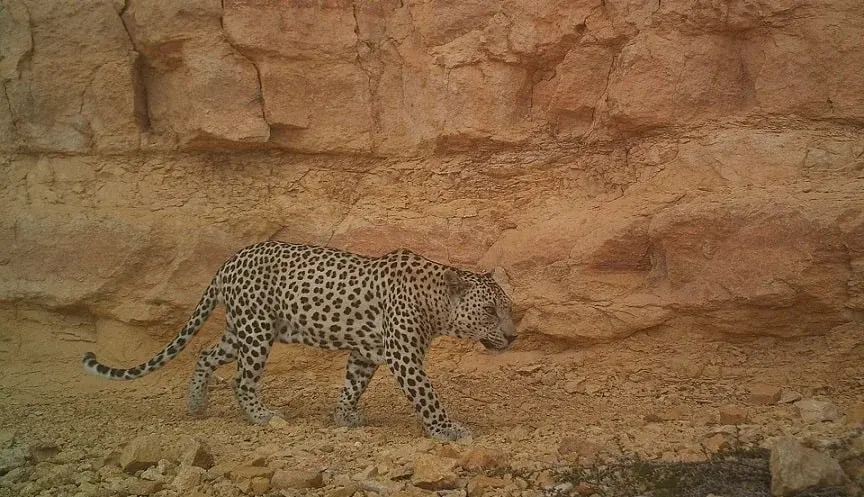 Leopardo árabe criticamente ameaçado em Omã, em um terreno rochoso marrom, sem plantas