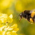 A interação com insetos acelera a evolução das plantas