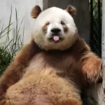 Panda Qinling: Os pandas encolhidos que divergiram há 300.000 anos e às vezes ficam marrons