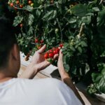 A horticultura pode melhorar os resultados de saúde dos sobreviventes do câncer, segundo estudo