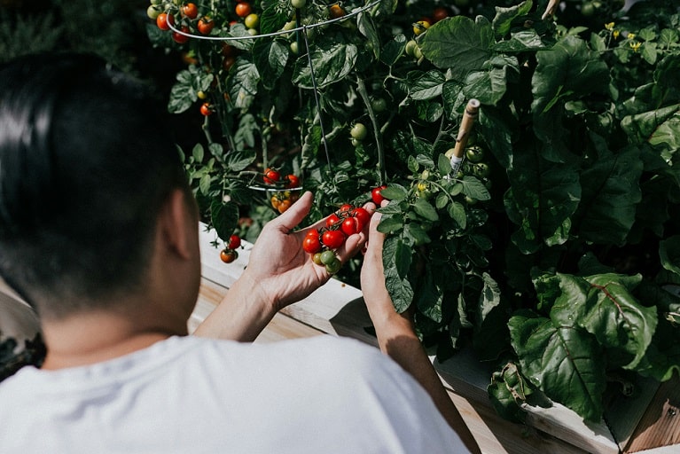 homem segurando tomatinhos em uma horta