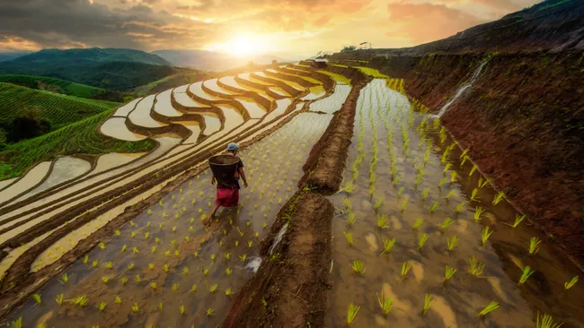 ilustração de um agricultor em uma plantação com um cesto nas costas em uma colina