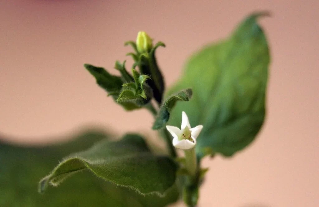 close up de uma flor branca com folhas verdes ao fundo de uma Nicotiana bentham, planta parente próxima do tabaco, usada para produzir açúcares prebióticos encontrados no leite materno humano