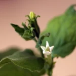 Plantas modificadas podem tornar fórmula para bebês tão nutritiva quanto o leite materno?
