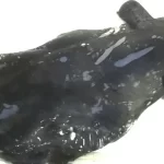 Espécie de lula vampira nunca antes vista descoberta na zona crepuscular do Mar da China Meridional