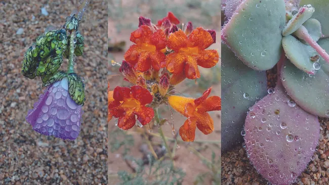 Exemplares de flores do deserto do atacama