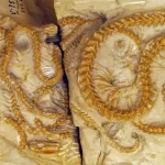 Fósseis espetacularmente raros de cobras que morreram amontoadas há 38 milhões de anos são descobert...