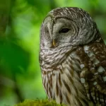 Quase meio milhão de corujas invasoras, e seus descendentes híbridos, serão mortas pelos EUA