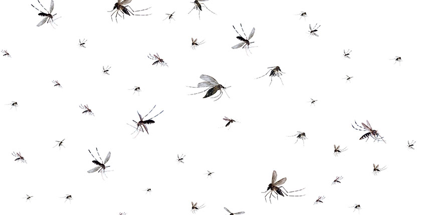 mosquitos voando em um fundo branco