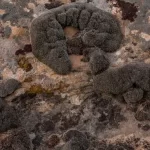Musgo quase indestrutível pode sobreviver a raios gama e nitrogênio líquido