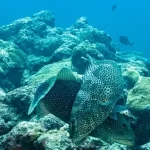 A pesca está fazendo com que peixes assustados fujam quando deveriam flertar