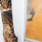Por que os gatos odeiam portas fechadas?
