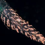 Sifonóforos: As colônias clonais que podem crescer mais que uma baleia azul