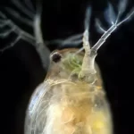 Zooplâncton de pastejo severamente impactado por partículas nanoplásticas