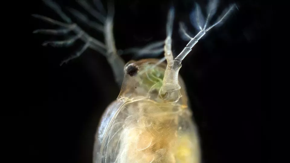 O zooplâncton de pasto, as dáfnias, que são uma importante fonte de alimento para os peixes, foram consideradas particularmente vulneráveis ​